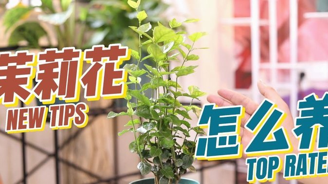 巧用花呗分期，轻松掌控理财