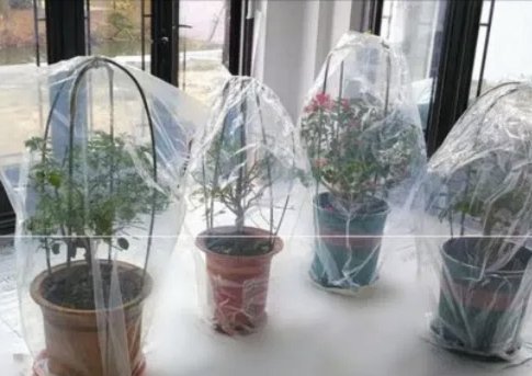 如何正确给花套袋