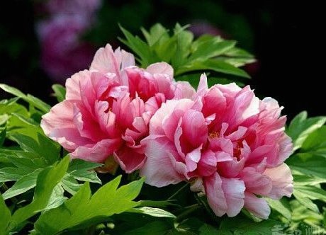 拿去花秒到