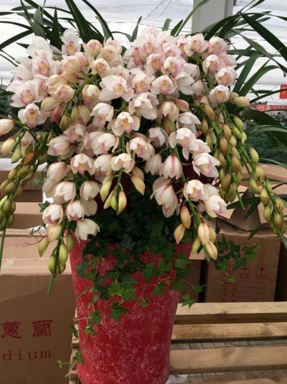 正规平台套拿去花