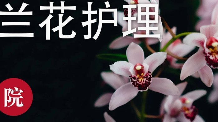 套花呗是什么行为