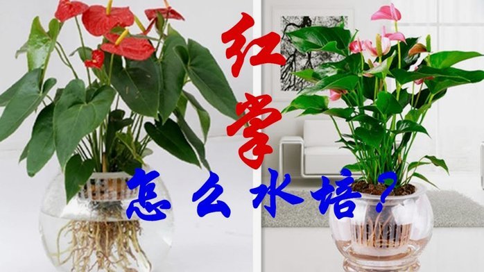 花呗取现方法解析，合法又实用