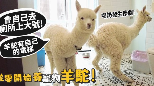 鹿优选提现费用解析