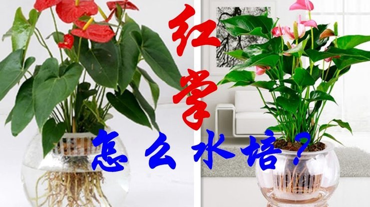 花呗使用技巧：如何轻松套用？