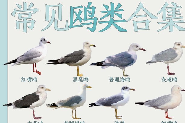 海鸥平台的智能物流与数据驱动秘密