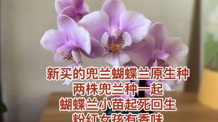 怎么套花呗的钱