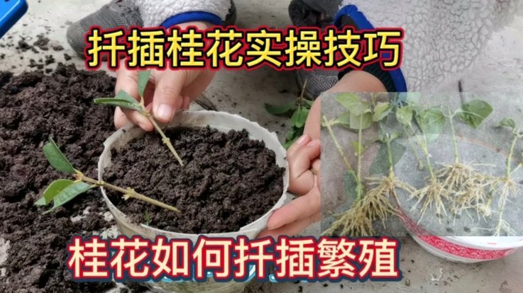 花呗额度如何提升？这几招要注意